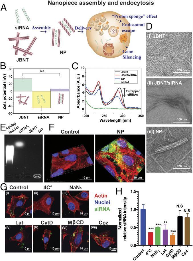 Published PNAS Figure 1 showing nanopiece assembly, nanomaterial characterization, and cellular uptake